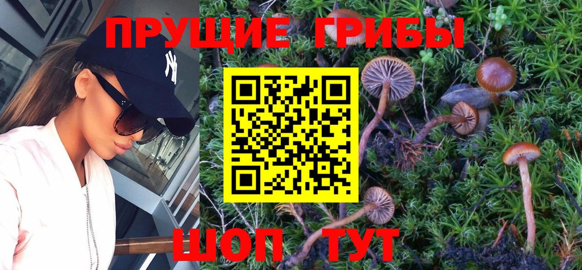 Псилоцибиновые грибы GOLDEN TEACHER Сосновый Бор